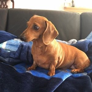 Meet your Posher, Lina